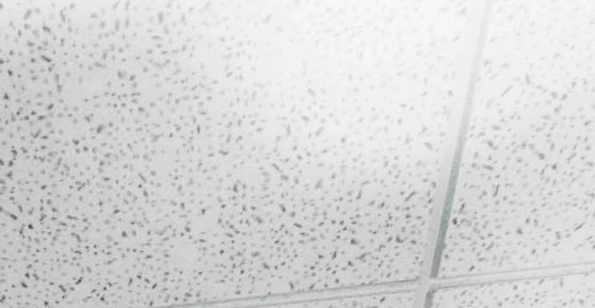 31 Reencarné en el Gran  Ganso Dorado del alfa dominante