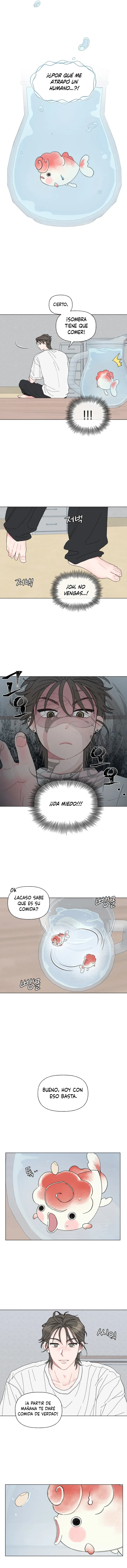 4 La encantadora oranda