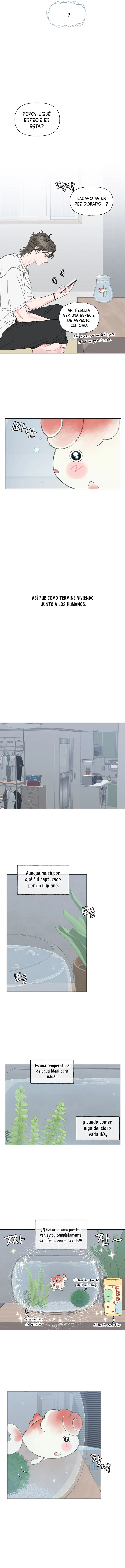 5 La encantadora oranda