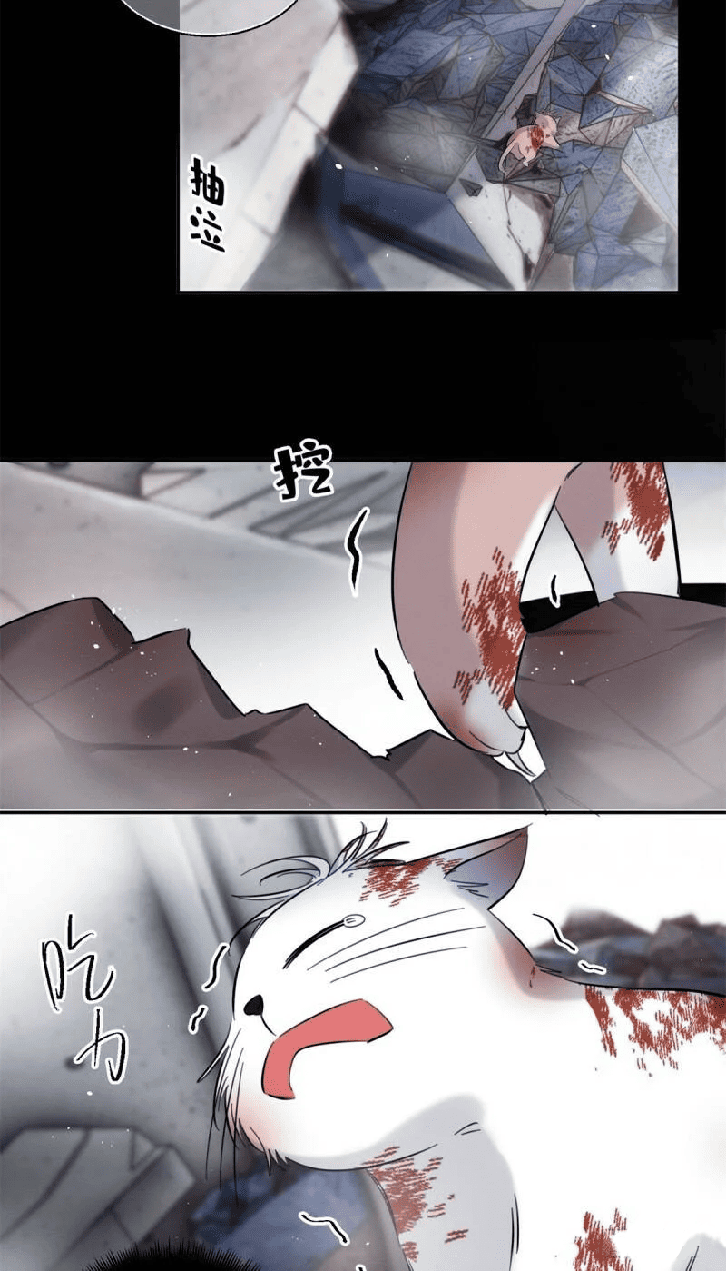 11 Tengo que trabajar duro para ser un gato hoy!