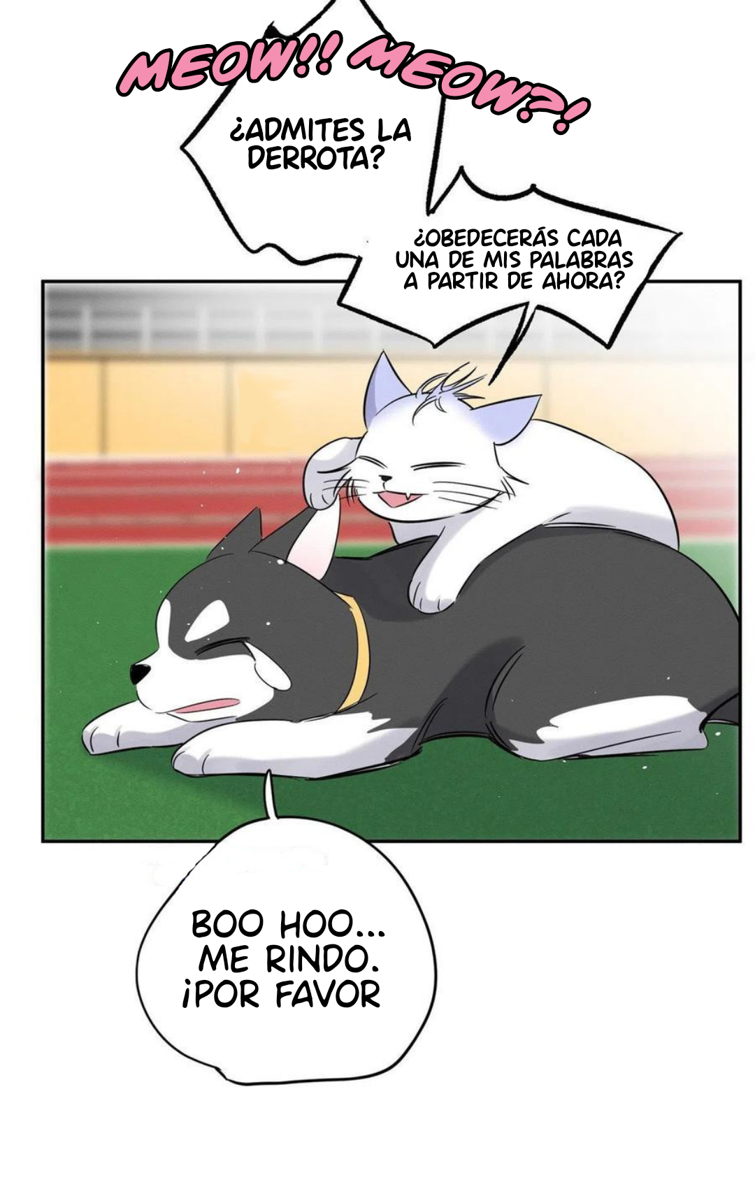 37 Tengo que trabajar duro para ser un gato hoy!