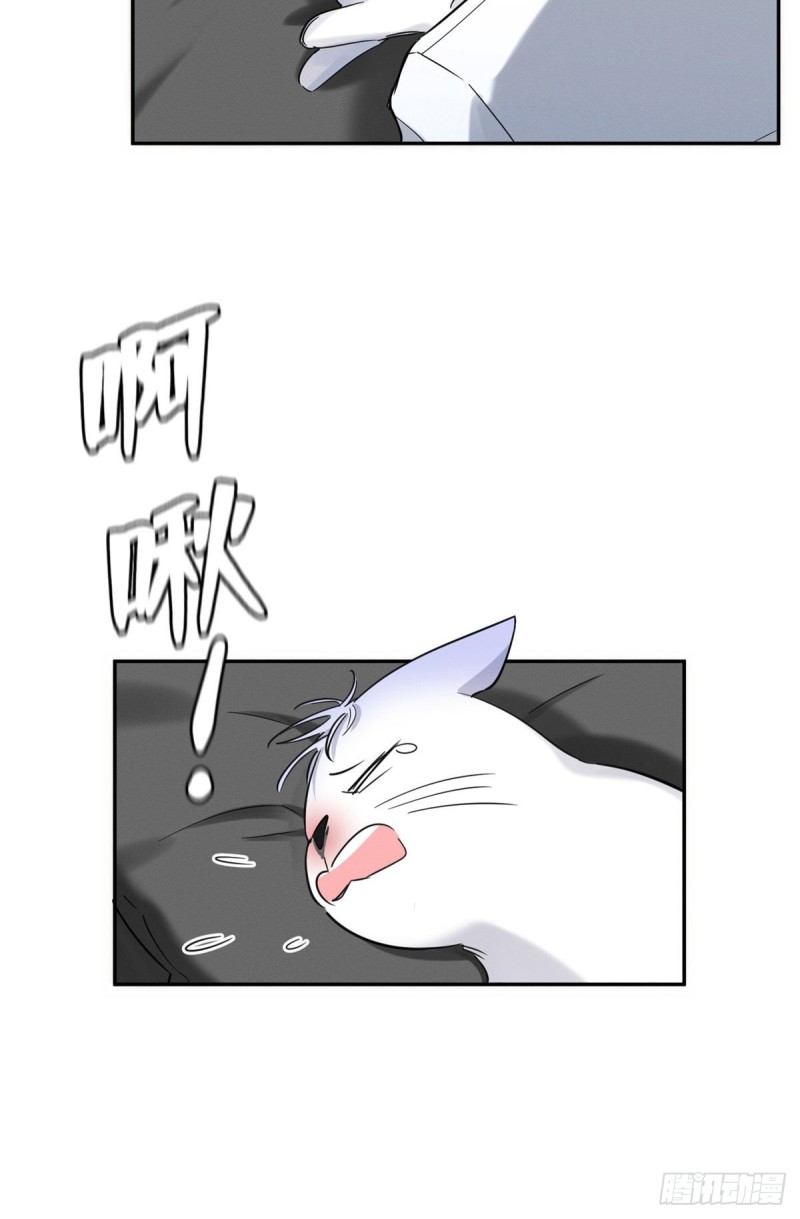 7 Tengo que trabajar duro para ser un gato hoy!