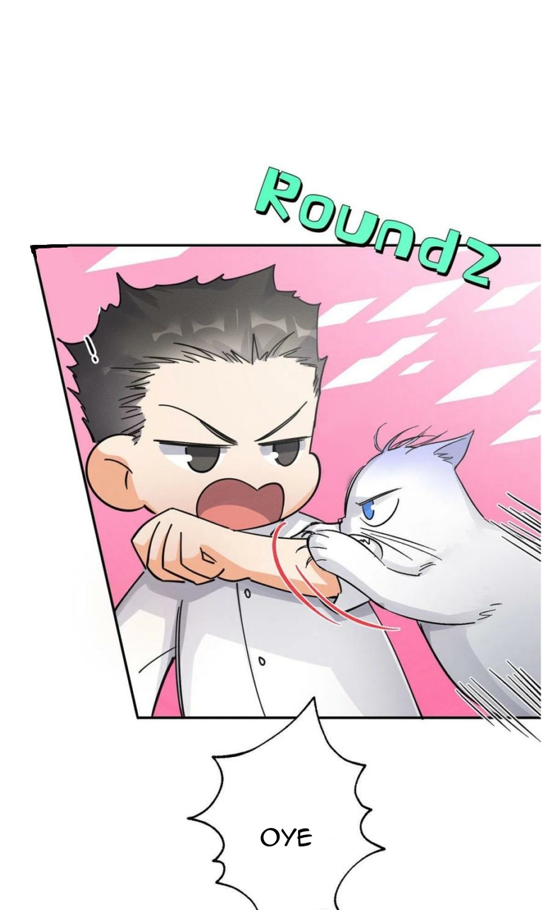 8 Tengo que trabajar duro para ser un gato hoy!