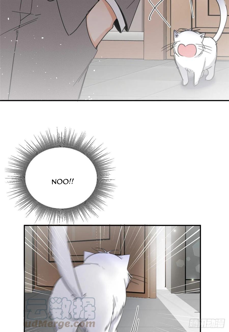 42 Tengo que trabajar duro para ser un gato hoy!