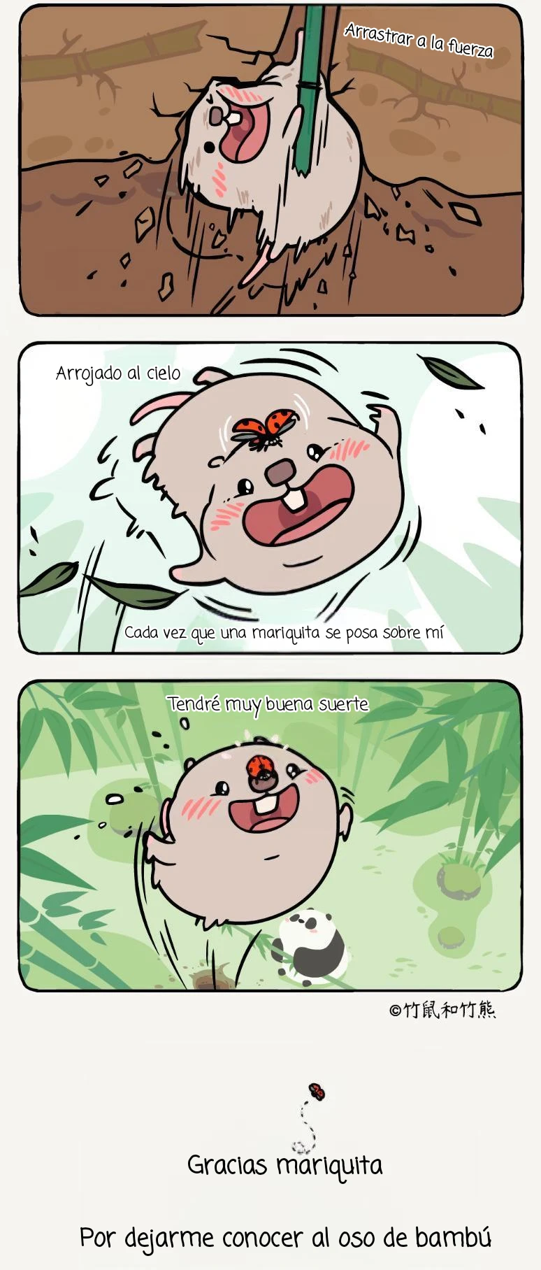 3 compañeros de bambu