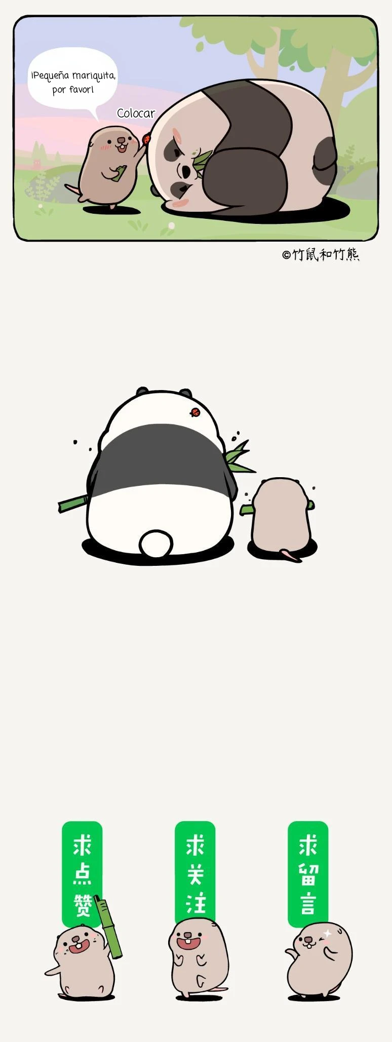 5 compañeros de bambu