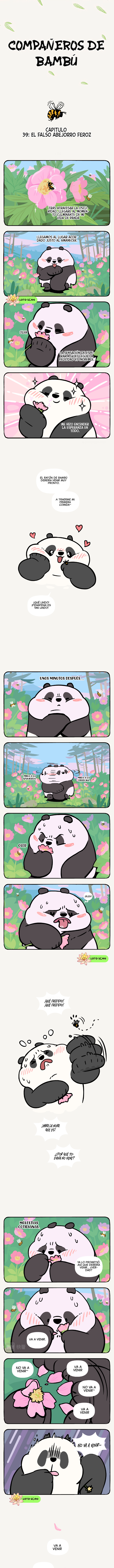 1 compañeros de bambu