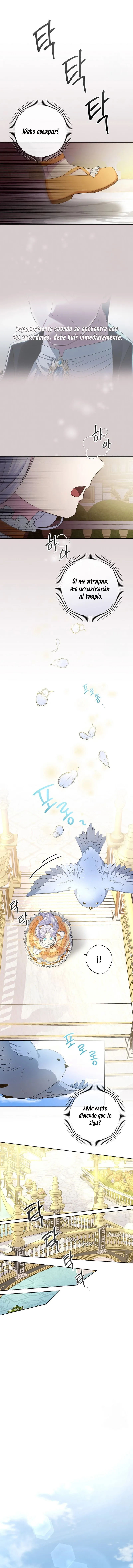 11 Las violetas que florecieron en el jardín