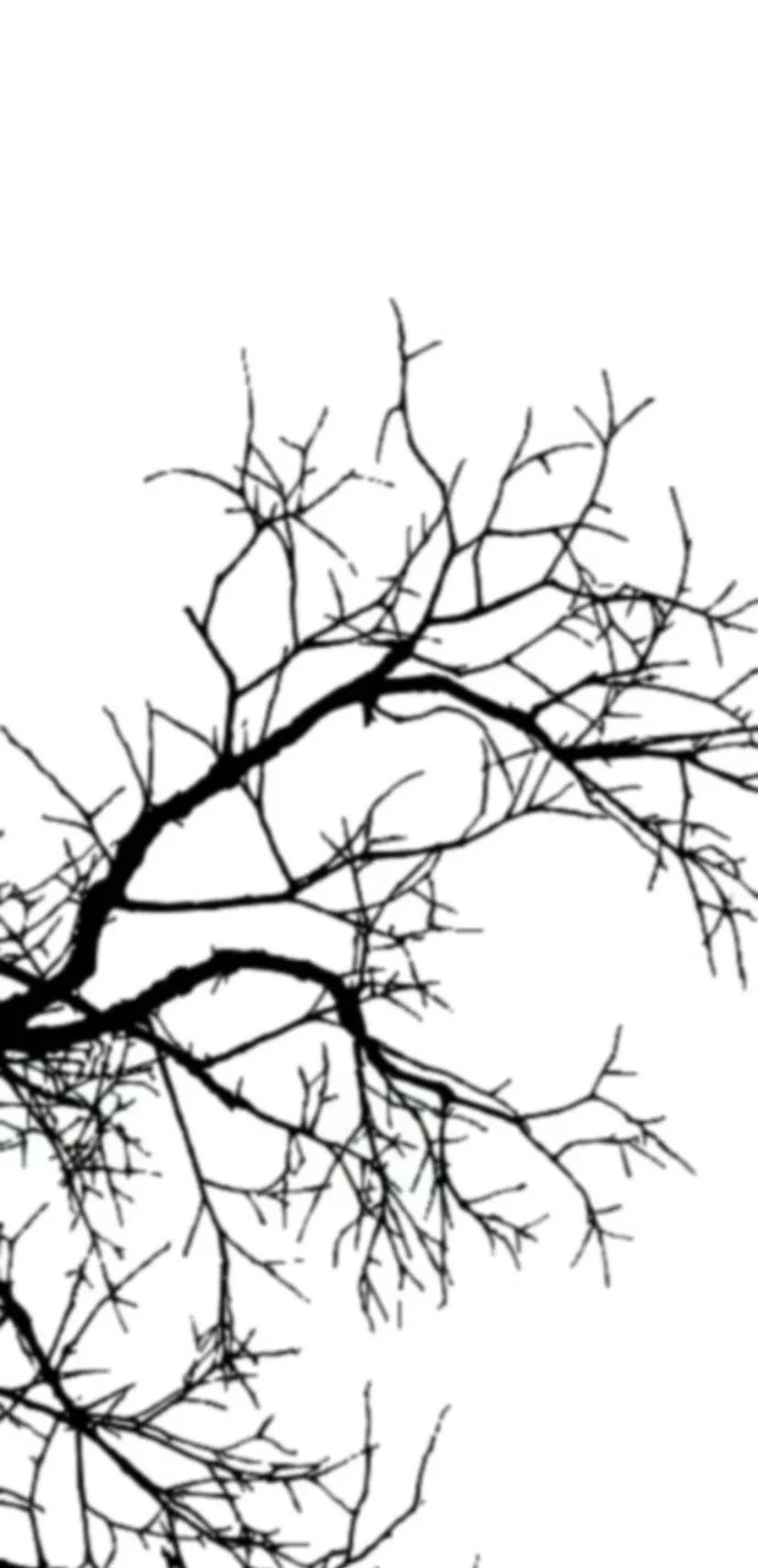 77 Príncipe problemático