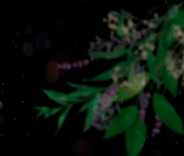 26 Príncipe problemático