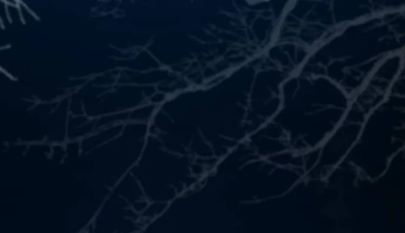 115 Príncipe problemático