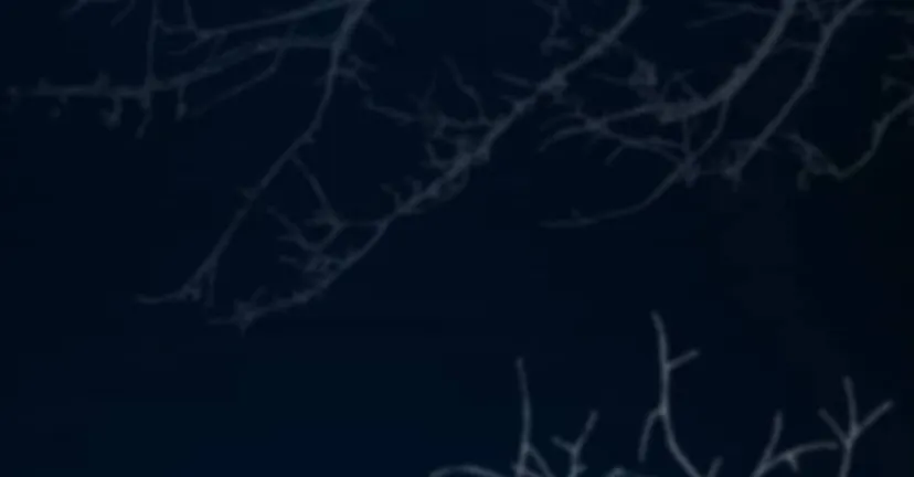 6 Príncipe problemático