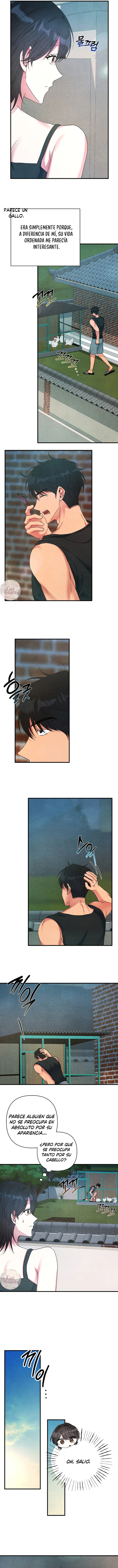 3 A mi albaricoquero